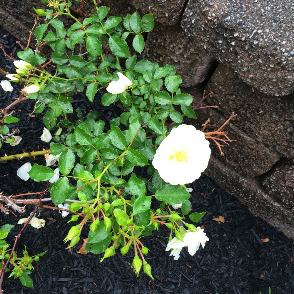 Meet your Posher, Lindsey